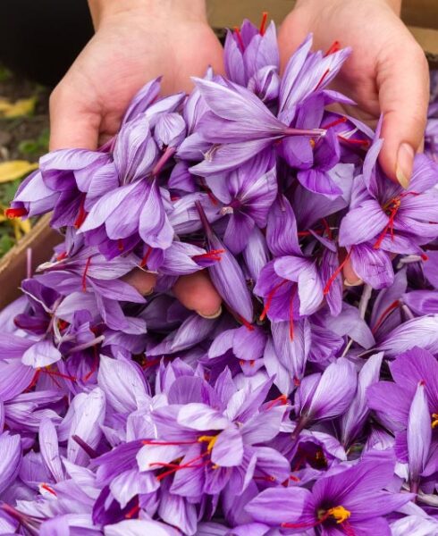 buy kashmir saffron online