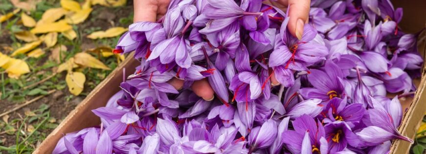 buy kashmir saffron online