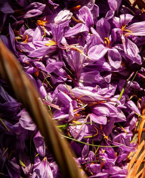 buy kashmir saffron online